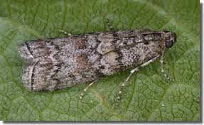 Attēlu rezultāti vaicājumam “Dioryctria abietella”