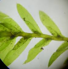 Attēlu rezultāti vaicājumam “Fissidens taxifolius sporophyte”