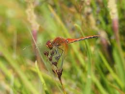 Attēlu rezultāti vaicājumam “Sympetrum flaveolum”