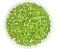 Attēlu rezultāti vaicājumam “Spirodela polyrhiza”