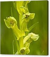 Attēlu rezultāti vaicājumam “Coeloglossum viride flower”