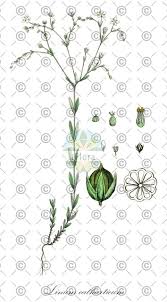 Attēlu rezultāti vaicājumam “Linum catharticum fruit”