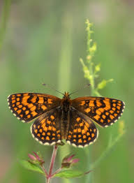 Attēlu rezultāti vaicājumam “Mellicta athalia underside”