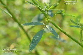 Attēlu rezultāti vaicājumam “Melilotus albus leaf”