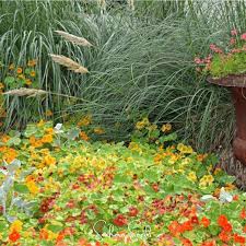 Attēlu rezultāti vaicājumam “Tropaeolum majus bud”