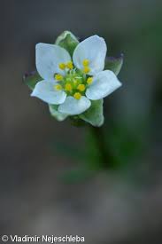 Attēlu rezultāti vaicājumam “Spergula morisonii”