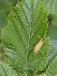 Attēlu rezultāti vaicājumam “Phyllonorycter nicellii”