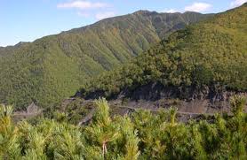 Attēlu rezultāti vaicājumam “Serpoleskea confervoides”