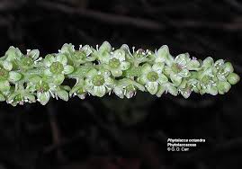 Attēlu rezultāti vaicājumam “Phytolaccaceae”