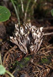 Attēlu rezultāti vaicājumam “Thelephora palmata”