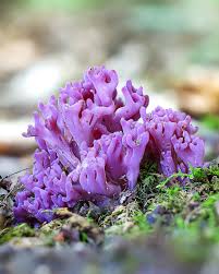 Attēlu rezultāti vaicājumam “Clavaria zollingeri”