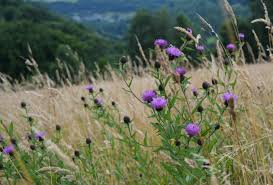 Attēlu rezultāti vaicājumam “Centaurea”