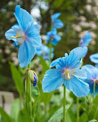 Image result for Meconopsis betonicifolia