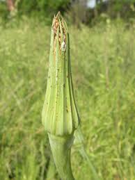 Attēlu rezultāti vaicājumam “Didymium xanthopus stalked”