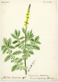 Image result for Agrimonia eupatoria