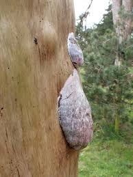 Attēlu rezultāti vaicājumam “Reticularia lycoperdon young”