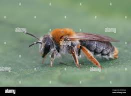 Attēlu rezultāti vaicājumam “Andrena haemorrhoa female”