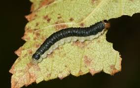 Attēlu rezultāti vaicājumam “Willkommlangea reticulata”