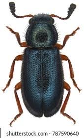 Attēlu rezultāti vaicājumam “Necrobia violacea”