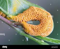 Attēlu rezultāti vaicājumam “Puccinia coronata”