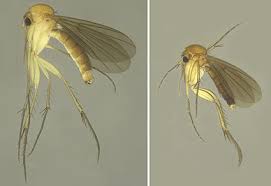 Attēlu rezultāti vaicājumam “Mycetophilidae”