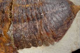 Attēlu rezultāti vaicājumam “Epirhoe tristata”