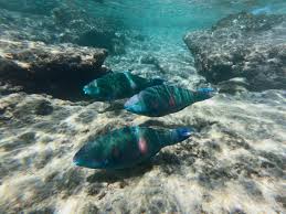 Image result for Scarus fuscopurpureus