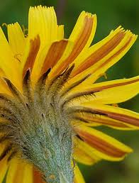 Attēlu rezultāti vaicājumam “Leontodon autumnalis”