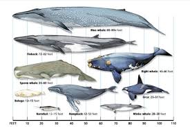 Image result for Eubalaena glacialis