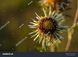 Attēlu rezultāti vaicājumam “Carlina vulgaris flower”
