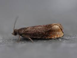 Attēlu rezultāti vaicājumam “Pammene rhediella”