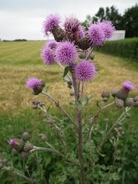 Attēlu rezultāti vaicājumam “Cirsium arvense flower”