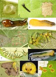 Attēlu rezultāti vaicājumam “Nematus salicis larva”