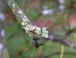 Attēlu rezultāti vaicājumam “Staurophora celsia”