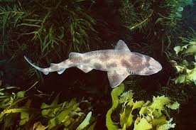 Image result for Cephaloscyllium laticeps