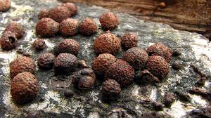 Attēlu rezultāti vaicājumam “Nectria episphaeria”