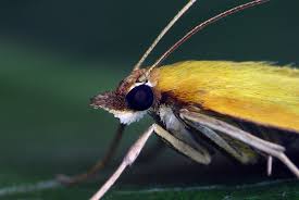 Attēlu rezultāti vaicājumam “Mecyna flavalis”