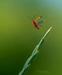 Attēlu rezultāti vaicājumam “Rhagonycha fulva”