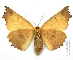 Attēlu rezultāti vaicājumam “Ennomos autumnaria male”