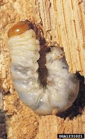 Attēlu rezultāti vaicājumam “Dorcus parallelopipedus”