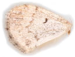 Attēlu rezultāti vaicājumam “Cosmorhoe ocellata”