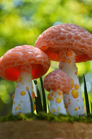 Attēlu rezultāti vaicājumam “Rhodotus palmatus”