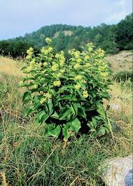 Attēlu rezultāti vaicājumam “Vincetoxicum hirundinaria”