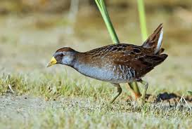 Image result for Porzana carolina