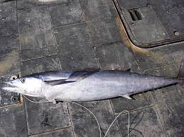 Image result for Acanthocybium solandri