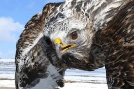 Attēlu rezultāti vaicājumam “Buteo lagopus”