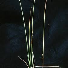 Attēlu rezultāti vaicājumam “Eriophorum gracile fruit”