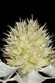 Attēlu rezultāti vaicājumam “Eryngium maritimum bud”
