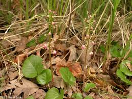 Attēlu rezultāti vaicājumam “Pyrola rotundifolia fruit”