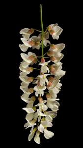 Attēlu rezultāti vaicājumam “Robinia pseudoacacia flower”
